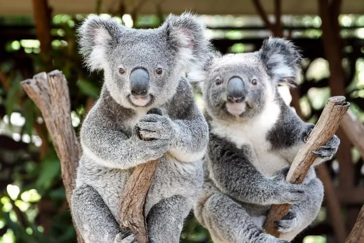 Zwei Koalas, die auf Ästen ruhen und in die Kamera blicken